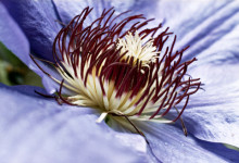 passion flower benefits