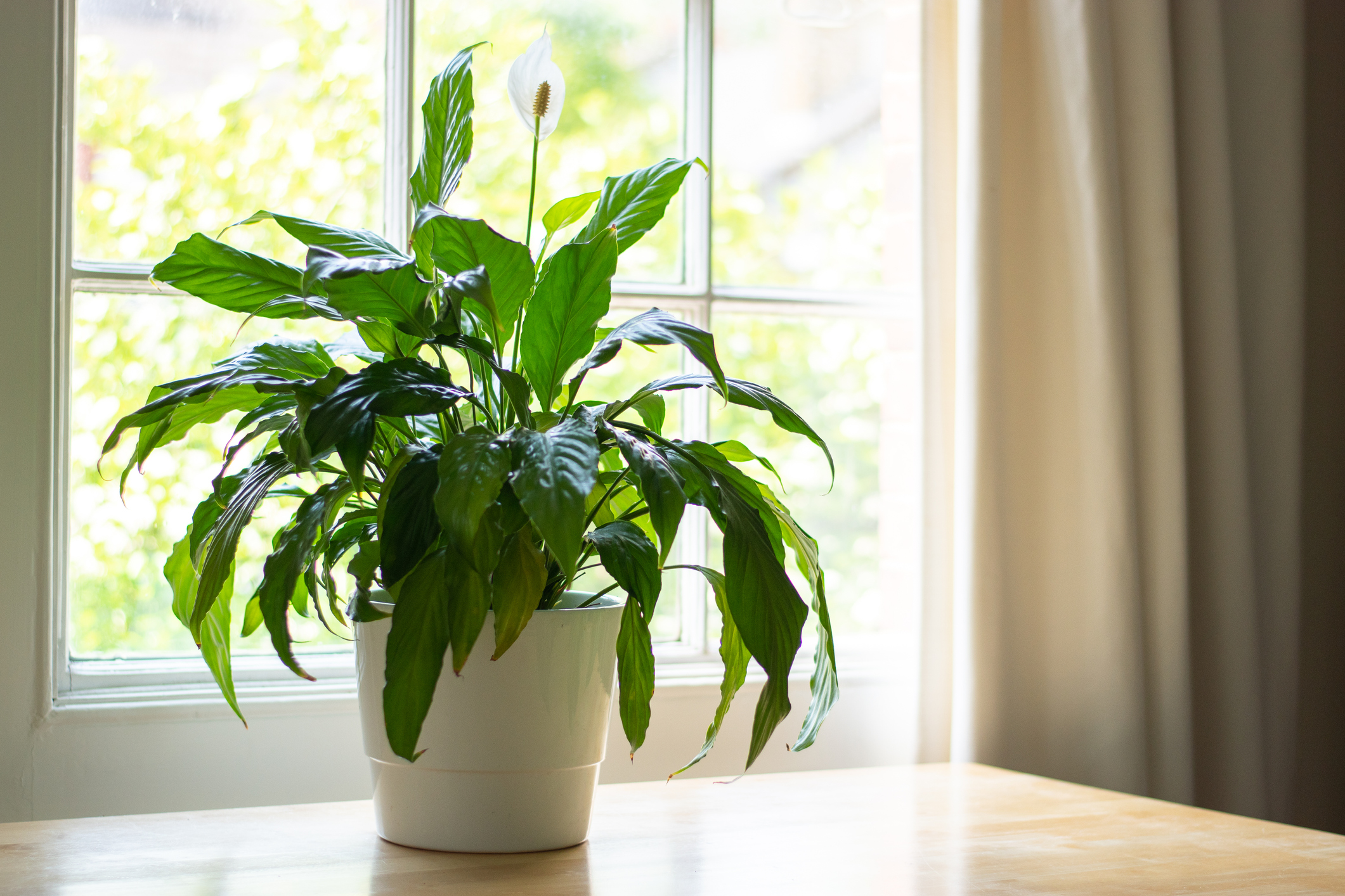 peace lily Best House Plants for Oxygen