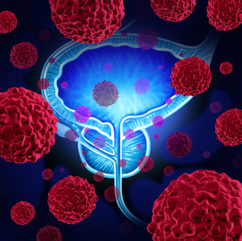 Illustration of prostate