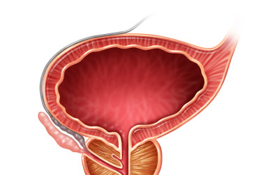 illustration of the prostate organ