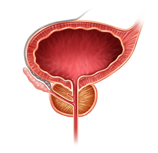 illustration of the prostate organ