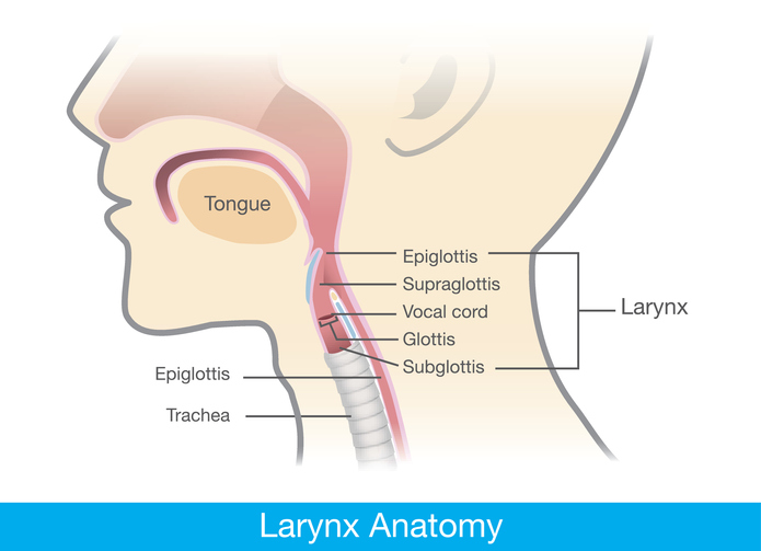 throat cancer larynx vocal cords