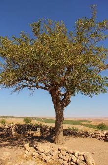 A tree that can be climbed as an activity that can promote memory